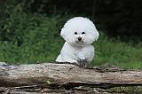 BICHON FRISE 159